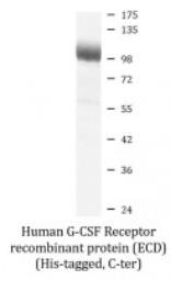 SDS-PAGE (CSF3R-51H).jpg